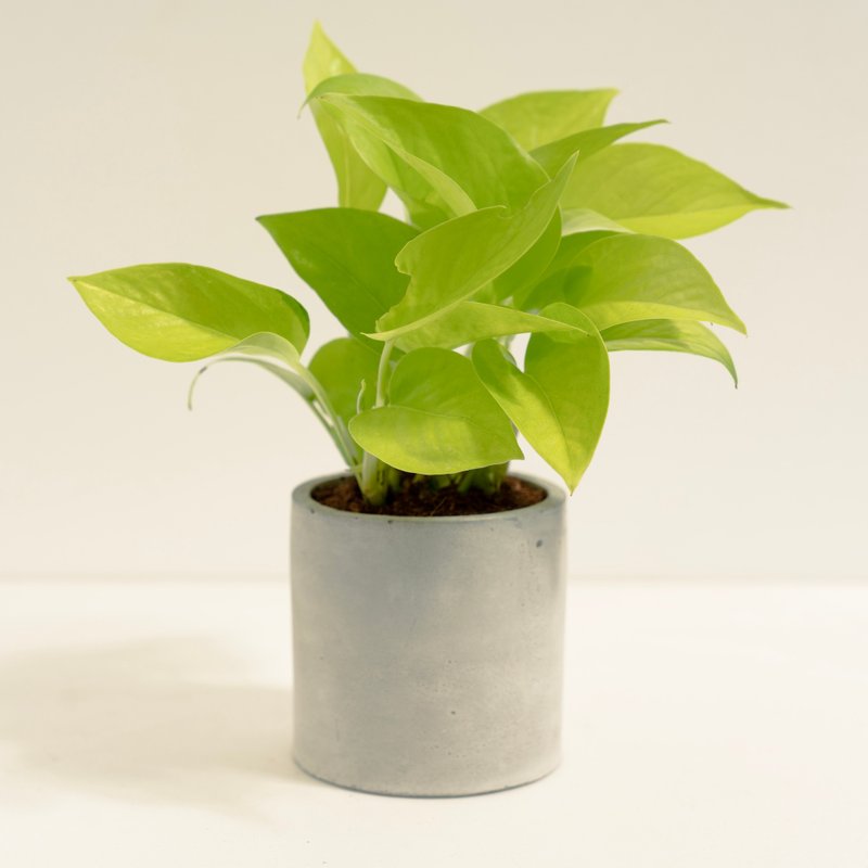 陽光黃金葛│泥作系列│福所栽 - 盆栽/植栽 - 水泥 金色