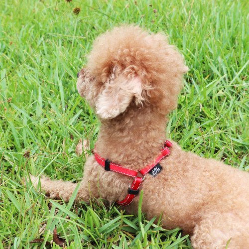 ELITE PET 艾利沛 經典系列 寵物反光三角胸背帶 紅/藍/黑