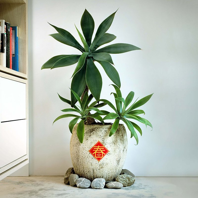 Fu Chun Cai Zhi Wu Mark 鉢植えの植物ステッカー FUN ll - ウォールデコ・壁紙 - 紙 レッド