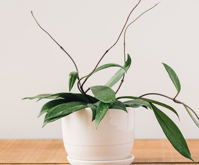 三ッ鉢 KINTO PLANT POT 193 セラミック植木鉢 / 3色 / 11cm - ショップ KINTO