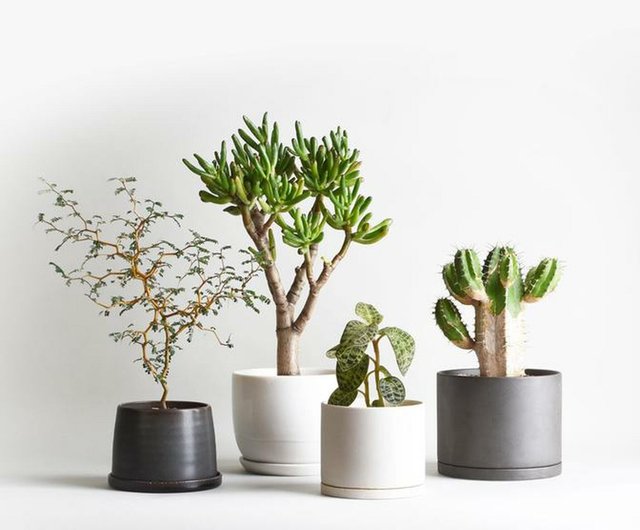 KINTO PLANT POT 193 セラミック植木鉢 / 3色 / 11cm - ショップ KINTO