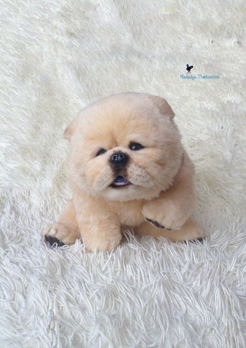 chow chow dog realistic toy Shop NatalyaPushkarevaToy Stuffed Dolls Figurines Pinkoi