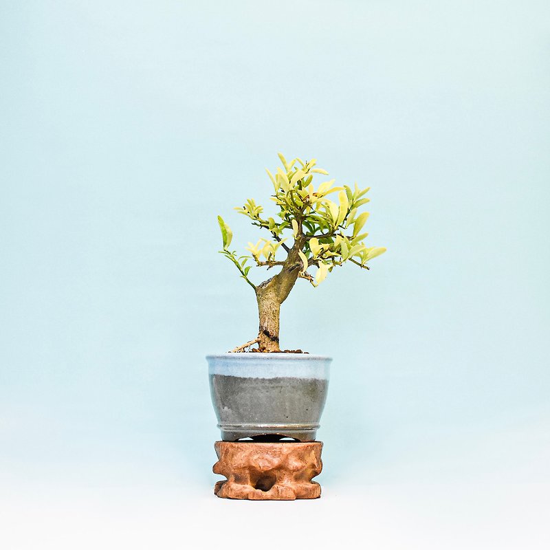 ゴールドの金柑 | 盆栽プラネット - 観葉植物 - 寄せ植え・花 