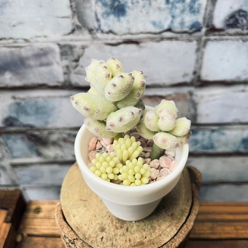 Floral Footprint studio 竹跡手創館 多肉下午茶 黏土 手作 熊童子