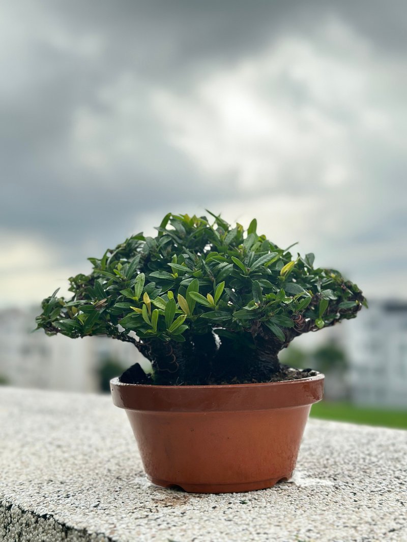 中品盆栽・模樣樹・紅花仙丹・サンタンカ - 植栽/盆栽 - 植物．花 