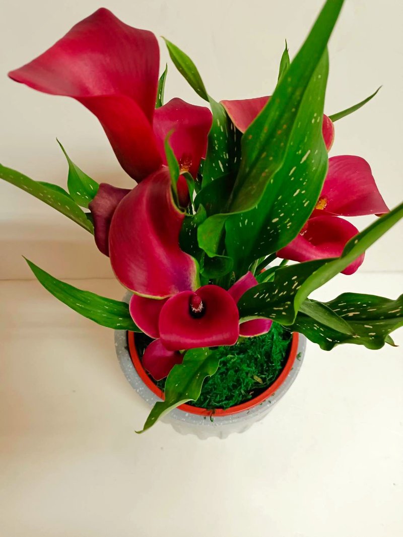 【質感加分】海芋桌上型盆栽 送禮自用擺設 - 盆栽/植栽 - 陶 