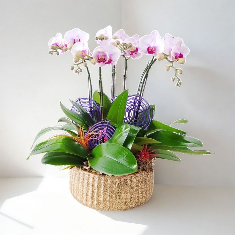 Middle Moth / Phalaenopsis Orchids (6 Flowers) GF00239 - ตกแต่งต้นไม้ - พืช/ดอกไม้ 