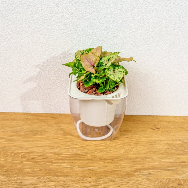聖誕合果芋 免澆水方形盆栽 室內植物 觀葉植物 禮物 盆栽 辦公室 - 盆栽/植栽 - 陶 透明