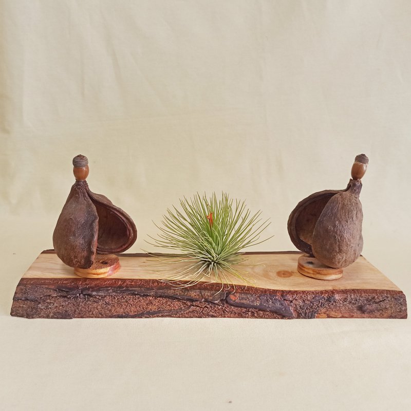 【原木座台】-桃花心木(尺寸32.5x12x2CM) - 擺飾/家飾品 - 木頭 卡其色