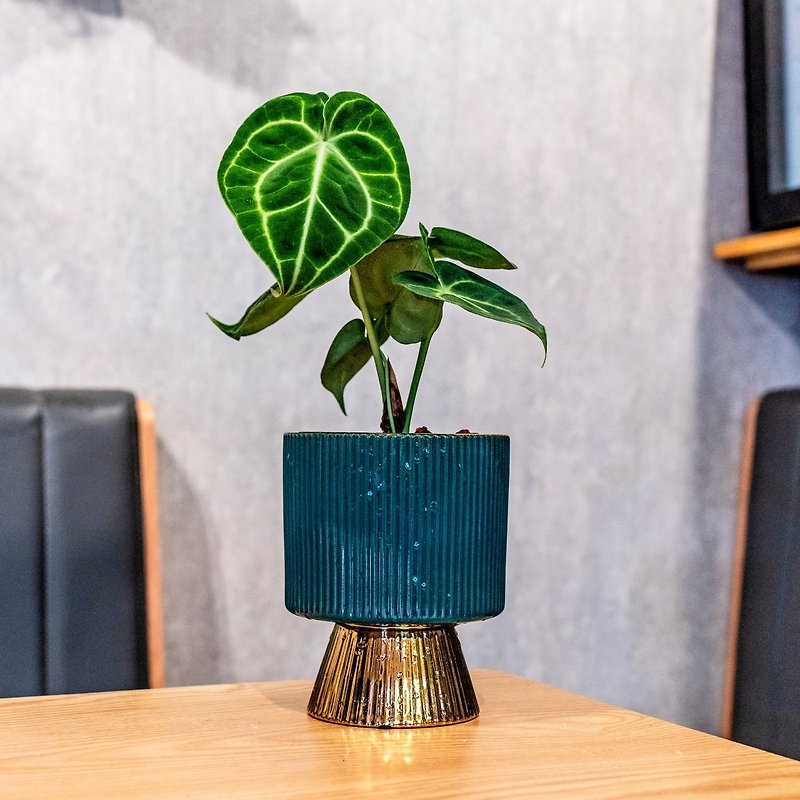 Round leaf flower candle foliage plant indoor decoration potted golden green texture straight pattern tall flower pot - ตกแต่งต้นไม้ - พืช/ดอกไม้ 