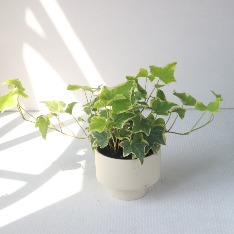 Planting potted l variegated ivy matte candlestick pottery vines indoor plants low light source - ตกแต่งต้นไม้ - ดินเผา 