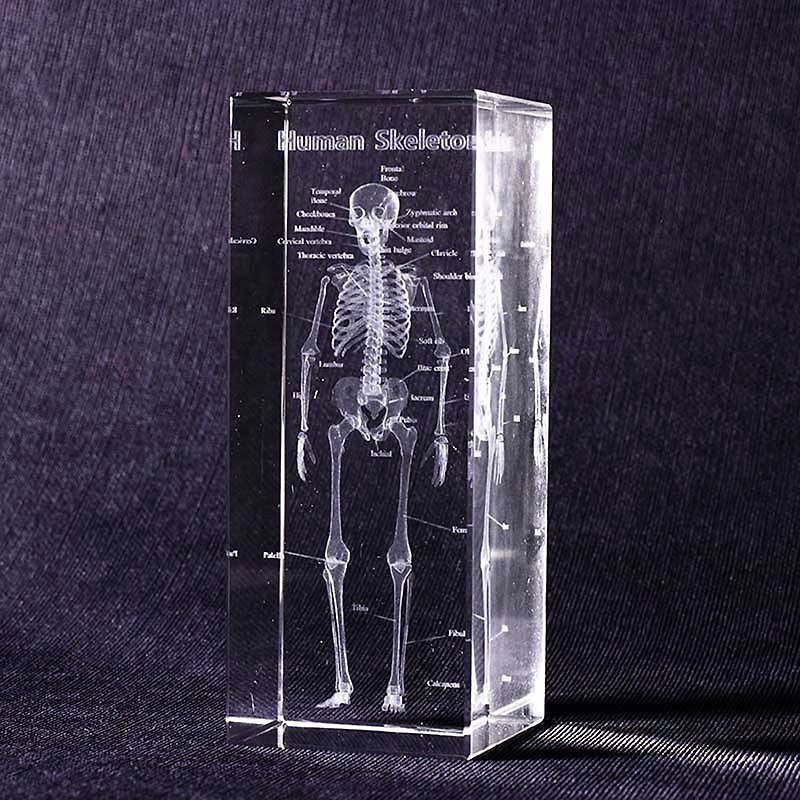 透視人體骨骼水晶紙鎮 - 其他 - 水晶 