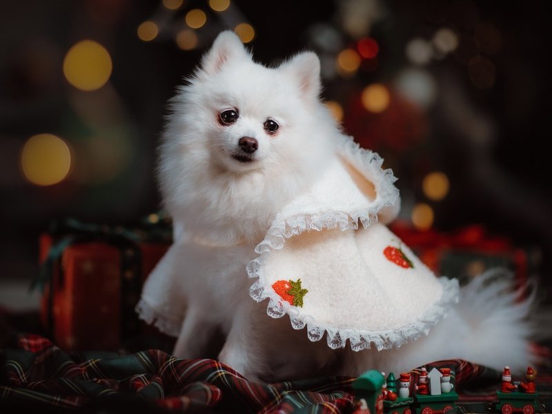 【iC原創】秋冬小可愛斗篷 - 寵物衣服 - 棉．麻 