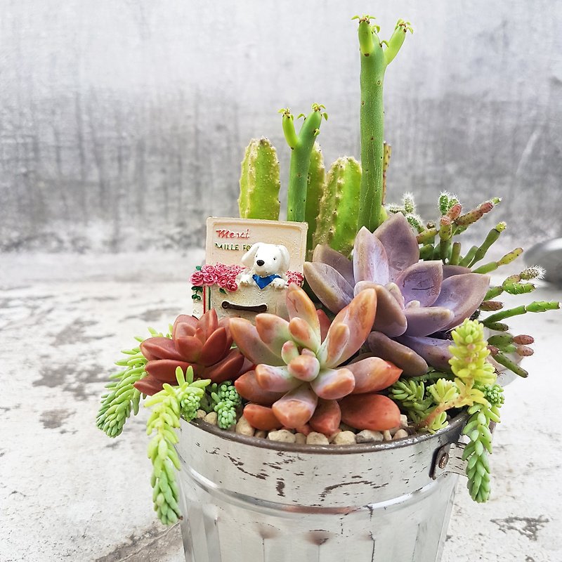 The hanging garden of the white puppy2 (with succulents) - ตกแต่งต้นไม้ - พืช/ดอกไม้ สีเงิน