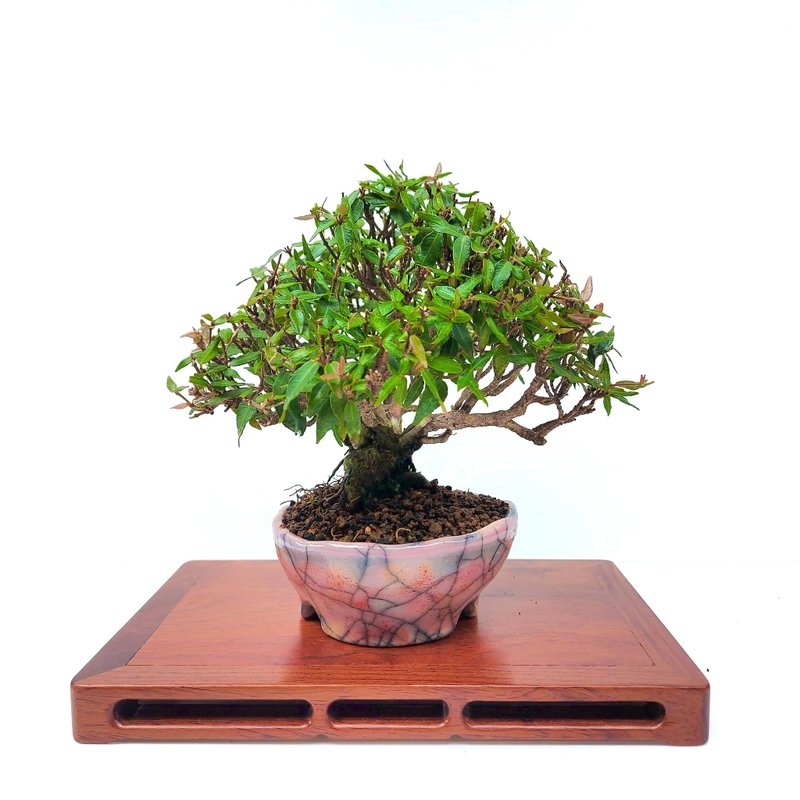 小品盆栽・縮緬葛・チリメンカズラ - 盆栽/植栽 - 植物．花 