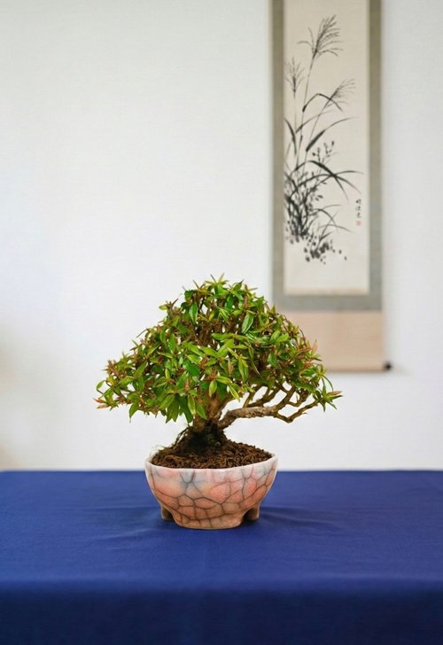 縮緬葛　盆栽　小品盆栽 小品盆栽・縮緬葛・チリメンカズラ浮生園｜盆栽/植栽人氣榜- Pinkoi