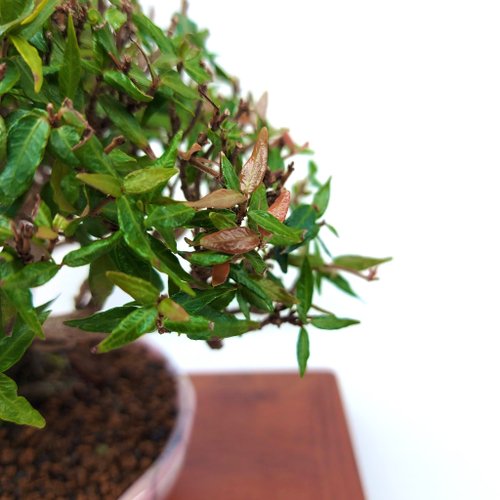 小品盆栽・縮緬葛・チリメンカズラ浮生園｜盆栽/植栽人氣榜- Pinkoi