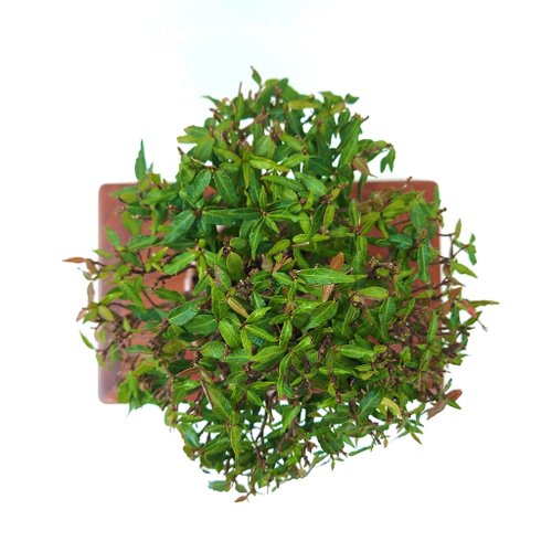 縮緬葛　盆栽　小品盆栽 小品盆栽・縮緬葛・チリメンカズラ浮生園｜盆栽/植栽人氣榜- Pinkoi