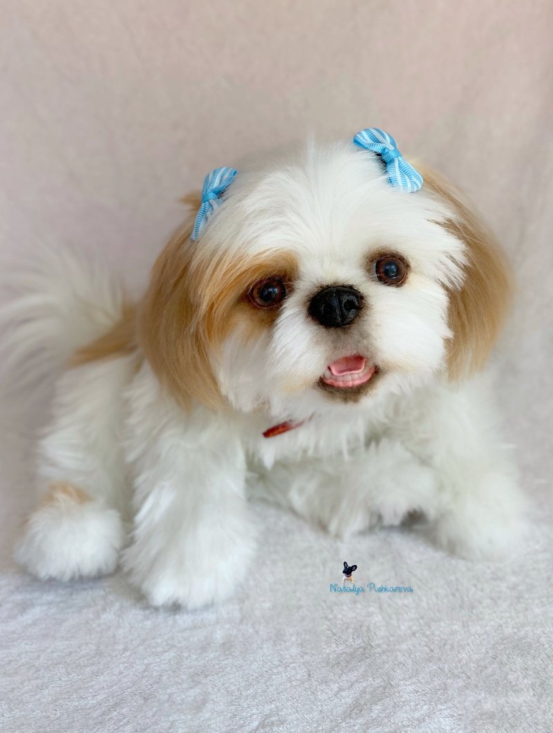 realistic toy Dog puppy shih tzu - Stuffed Dolls & Figurines - Polyester White