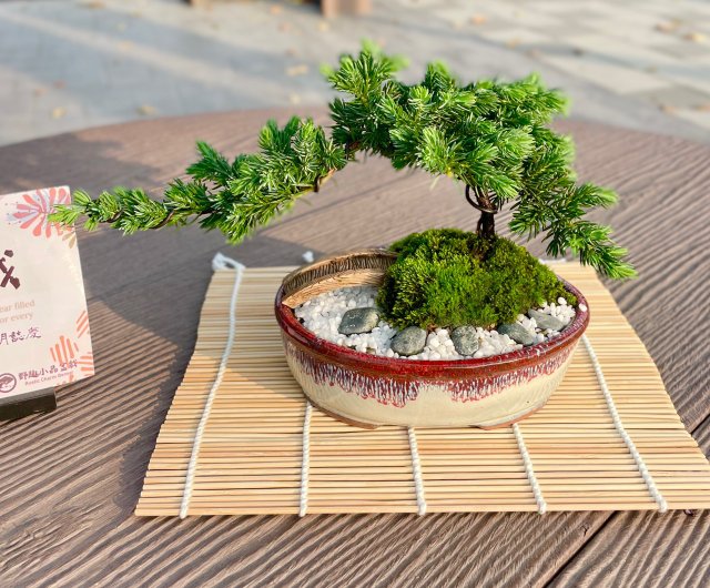 Fisherman Bonsai 