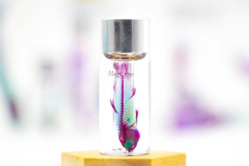 透明生物標本 - 鯔魚 Mugil spp.(小) - 擺飾/家飾品 - 玻璃 
