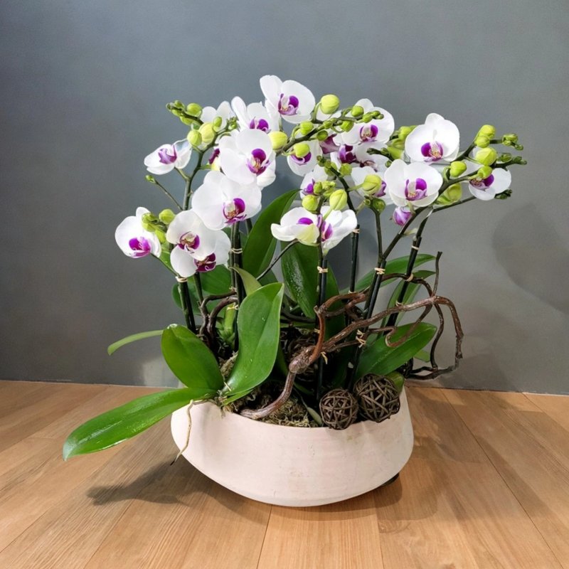 Samll Moth / Phalaenopsis Orchids (6 Flowers) GF00141 - ตกแต่งต้นไม้ - พืช/ดอกไม้ 