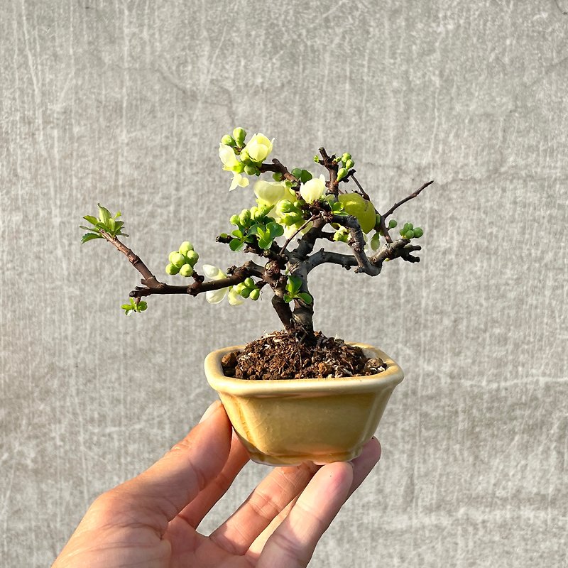 Small potted plant - rare Japanese white flower longevity plum - ตกแต่งต้นไม้ - พืช/ดอกไม้ 