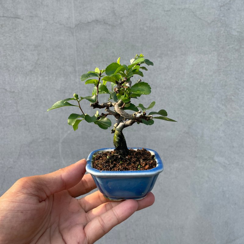 小品盆栽-稀有日本白花長壽梅 - 盆栽/植栽 - 植物．花 