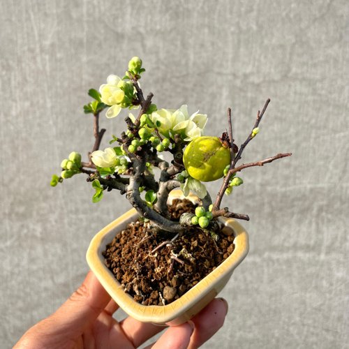 小品盆栽-稀有日本白花長壽梅野趣小品盆栽Rustic Charm Bonsai 小品盆栽-稀有日本白花長壽梅野趣小品盆栽Rustic Charm Bonsai