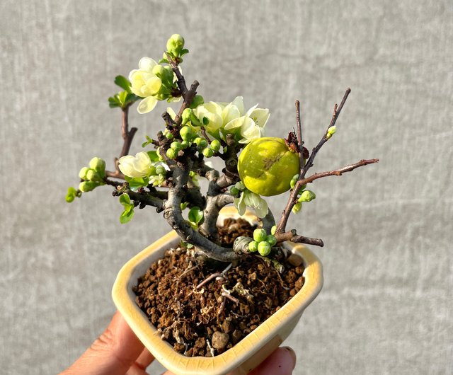 小品盆栽-稀有日本白花長壽梅- 設計館野趣小品盆栽Rustic Charm Bonsai 