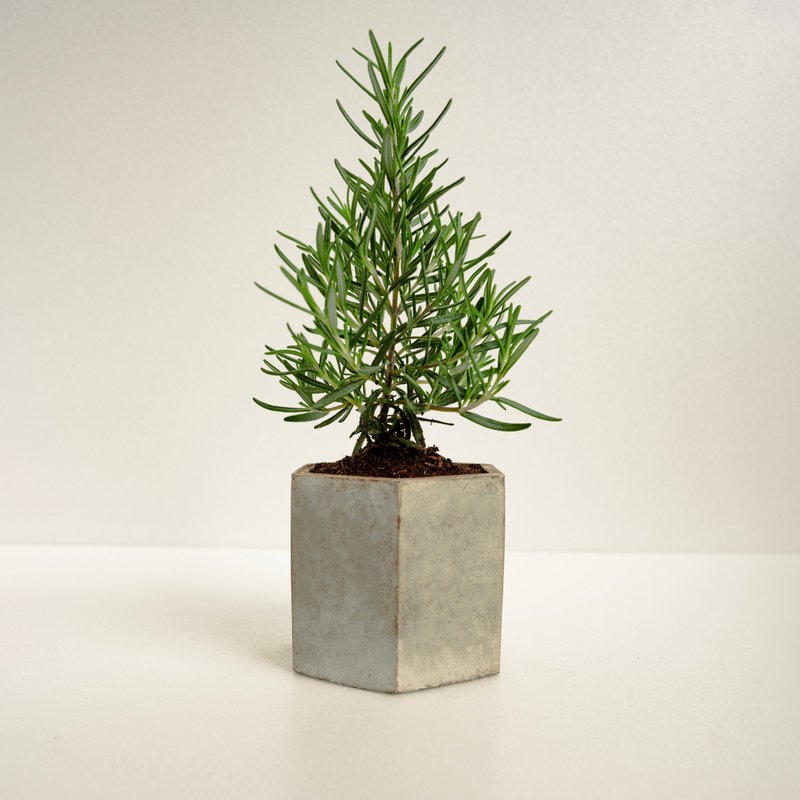 Rosemary│Mud Work Series│Planted by Blessings - Plants - Cement Green