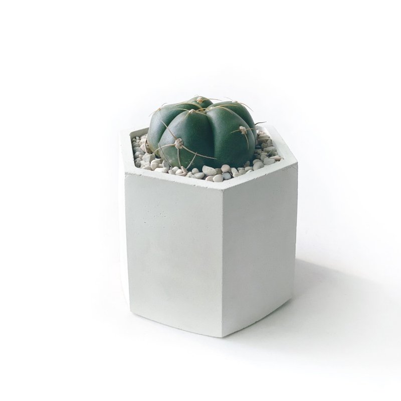 (In stock) Pure gray series | Shengwangwan hexagonal pure light gray Cement cactus planting - ตกแต่งต้นไม้ - พืช/ดอกไม้ สีเทา