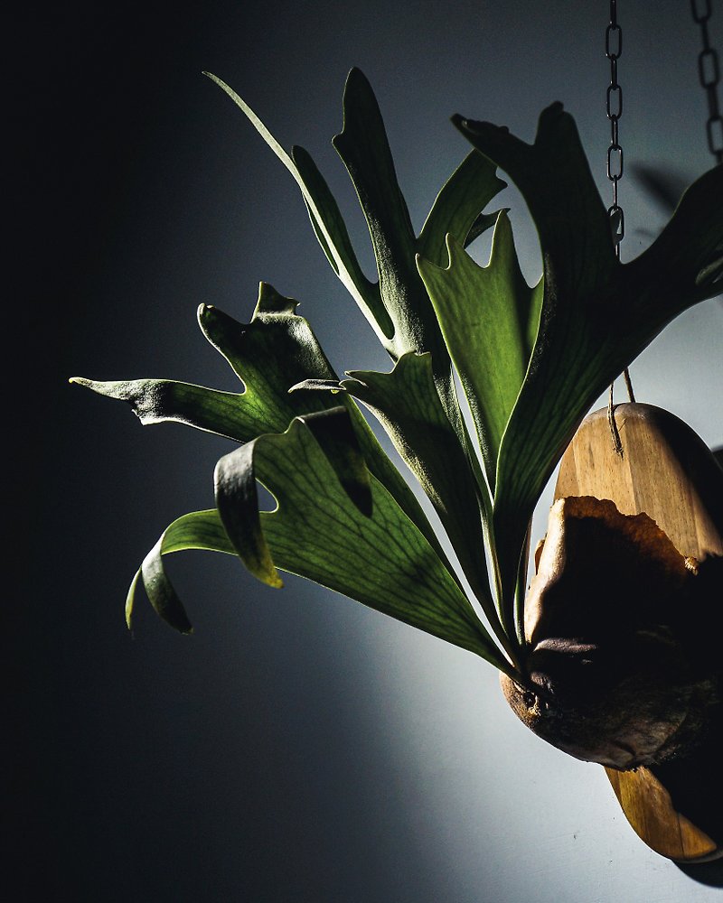 輕鬆布置出打卡級的雨林系家居-板植鹿角蕨工作坊【1人成團】香港 - 盆栽/花藝 - 植物．花 