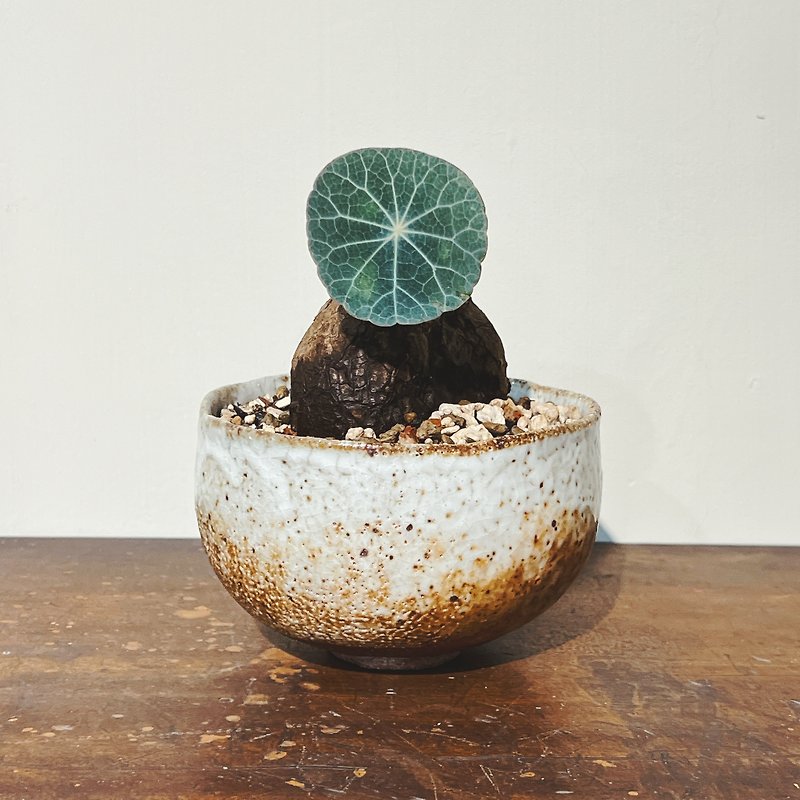 Firewood-fired Shino tea bowl meets the blue leaf mountain turtle - ตกแต่งต้นไม้ - ดินเผา หลากหลายสี