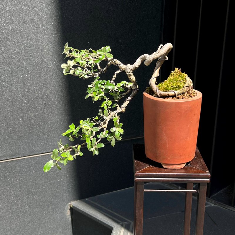 小葉銀梧∣大懸崖盆景 茶道意境 - 花瓶/花器 - 陶 