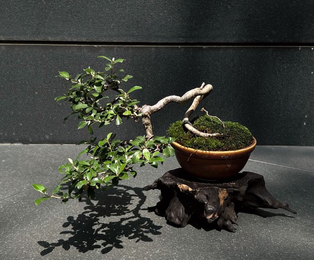 小葉銀梧∣小品盆景茶道意境- 設計館mu bonsai 茉莉愛草花瓶/花器- Pinkoi