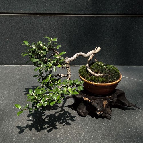 究極の美◼️蔵から美しい自然釉薬の備前焼と思われる盆栽鉢が出てきた、茶道具、花道具 Amazon.co.jp: 究極の美蔵から美しい自然釉薬の備前焼と思われる