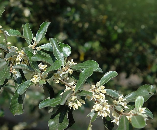 シルバー∣巨崖盆栽の茶道の芸術的構想 - ショップ mu bonsai