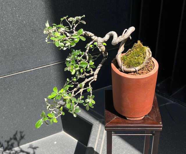 シルバー∣巨崖盆栽の茶道の芸術的構想 - ショップ mu bonsai