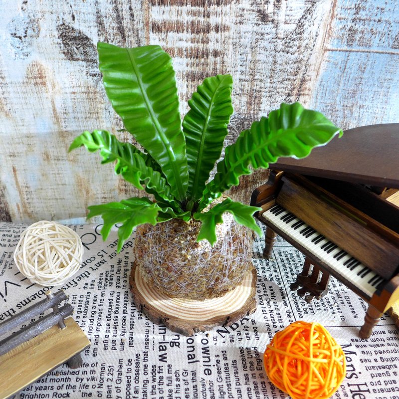 Qianqian Handmade/Fern Series Moss Ball-Silver Wing Shansu - Plants - Plants & Flowers Green