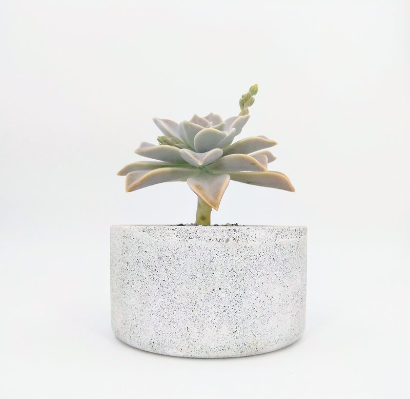 [Deep round pot] cement flower / cement pot plant / cement planting (without plants) - Plants - Cement White