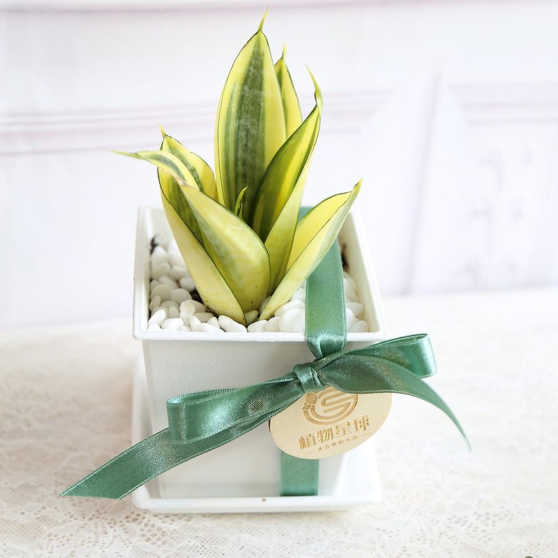 Wuyin Style Potted Plant*PD72/Golden Tigertail Orchid/White Square Pot/Wedding Small Items/Exchanging Gifts/Opening - ตกแต่งต้นไม้ - พืช/ดอกไม้ 