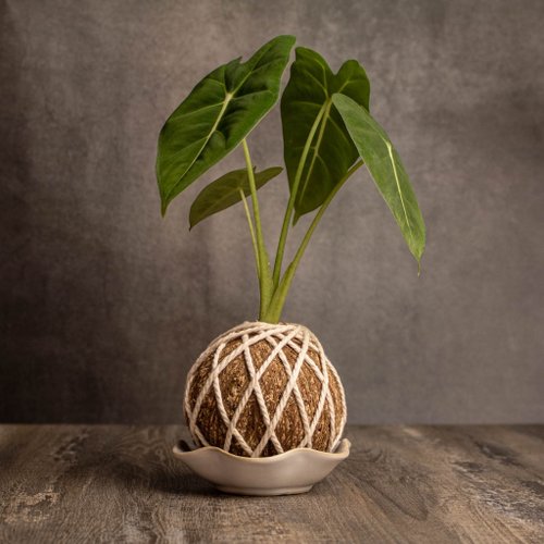 巧繪網植物館 絨葉觀音蓮苔球 苔球植物 苔玉 適合室內植物 辦公室植物 交換禮