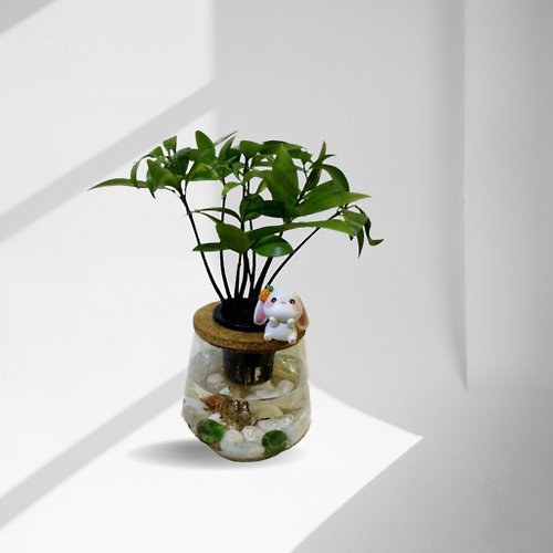 蕨美植栽 現貨 蕨美植栽 室內網美懶人水耕植栽-日本財樹+弧形透明玻璃瓶