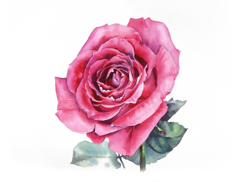 Pink rose original watercolor painting by artist Irina Zhunaeva - 壁貼/牆壁裝飾 - 紙 粉紅色