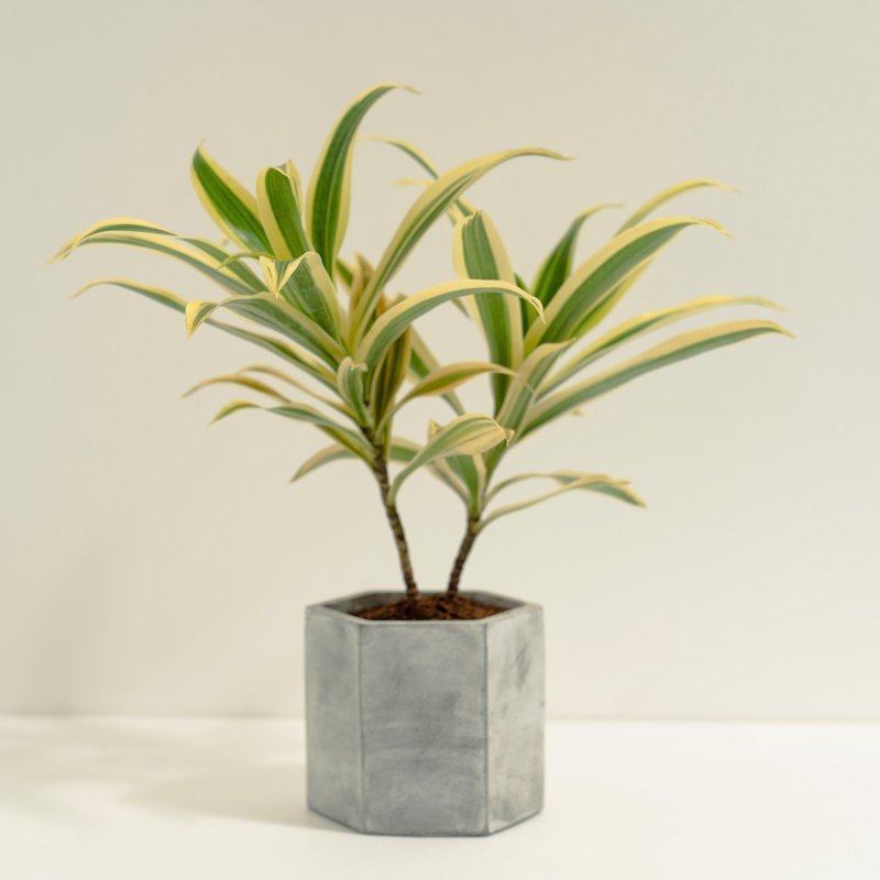 Lily Bamboo│Clay Work Series│Fortune Planted - Plants - Cement Gold