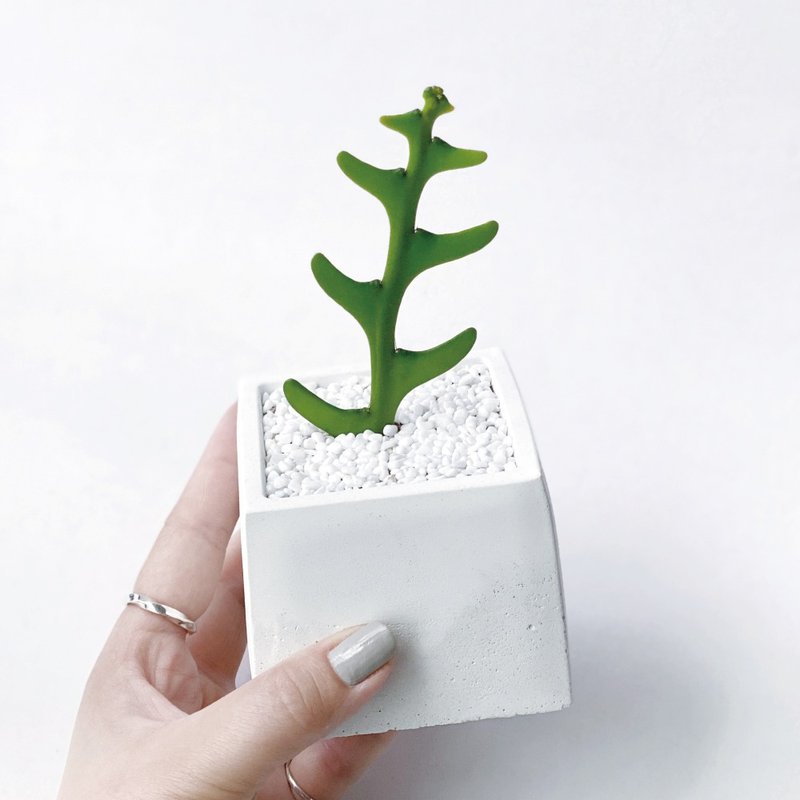 (預購) 網美風 ! 魚骨令箭仙人掌 方形漸層水泥仙人掌植栽 - 盆栽/植栽 - 植物．花 灰色