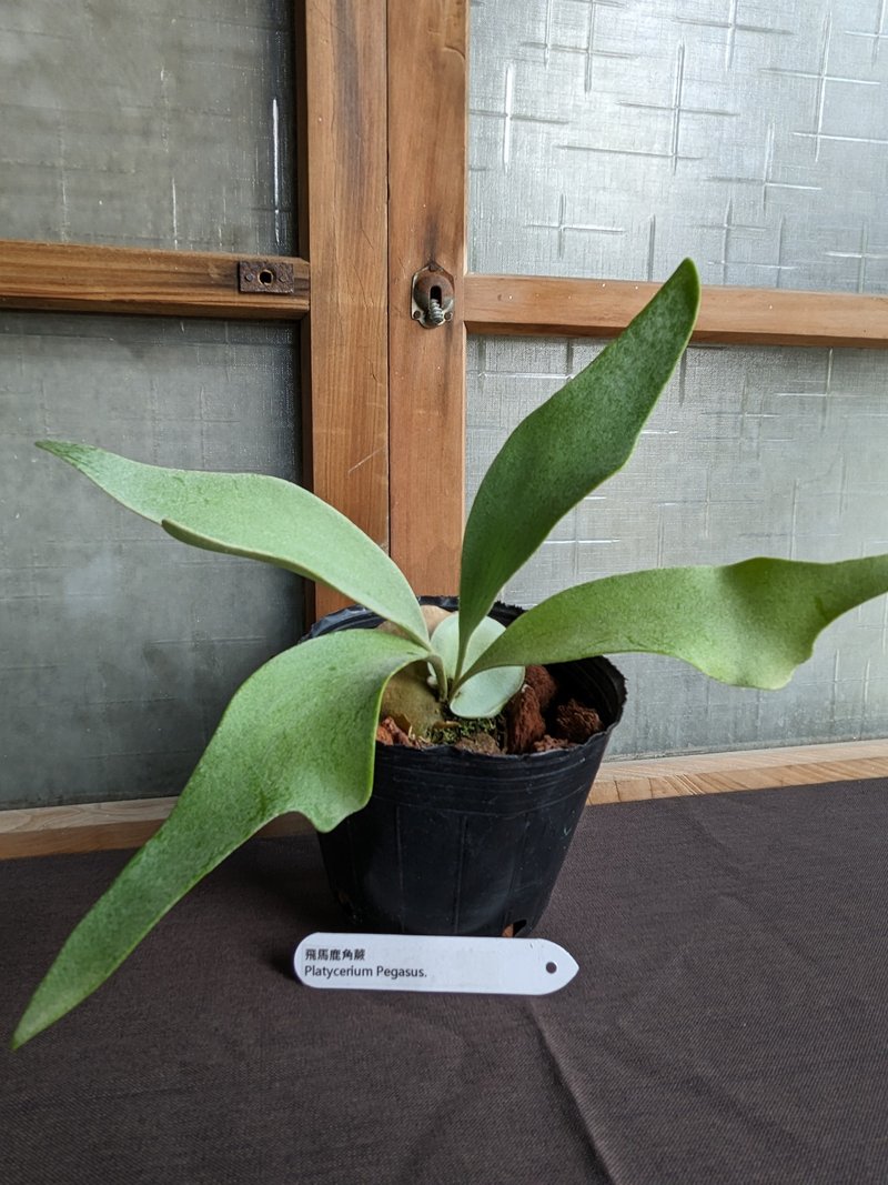 飛馬鹿角蕨Platycerium Pegasus - 盆栽/植栽 - 植物．花 綠色