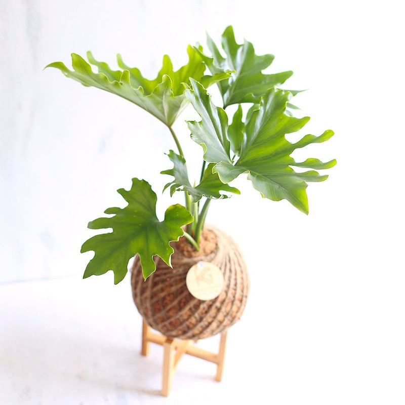 PD44 Little Angel Philodendron Large Moss Ball/Opening Planting - Plants - Plants & Flowers 