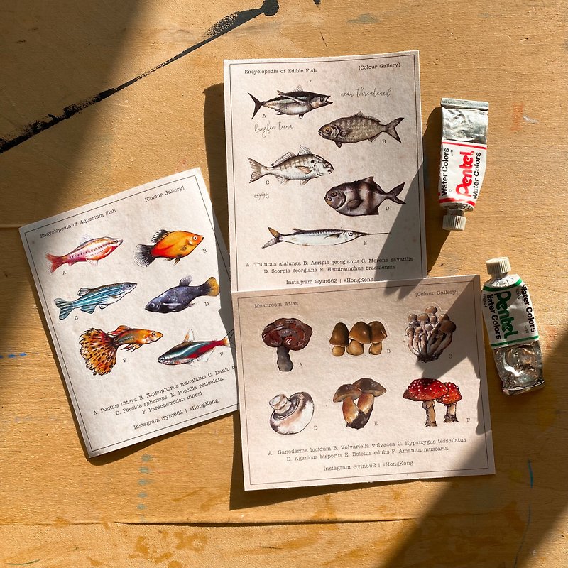 【奇妙萬物】三張一組! 美好魚類和菇菌類圖鑑 - 插圖貼紙 - 貼紙 - 紙 卡其色